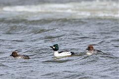 Common Goldeneye